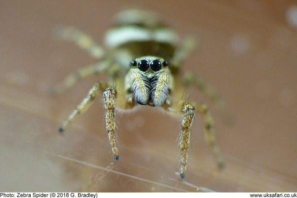 Zebra Spider