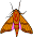 moth