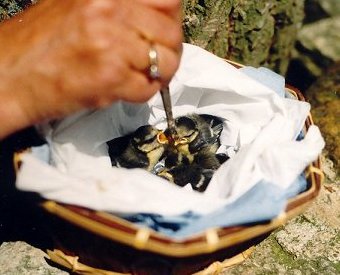 Orphaned Blue Tit Chicks