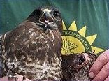 Buzzard with injured wing
