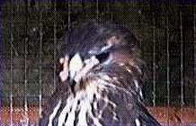 Tarot with her pins fitted in 2001