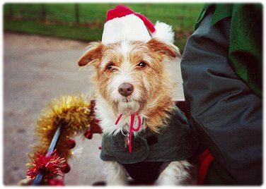 Ted in Christmas costume