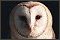 Barn Owl Photos