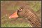 Greylag goose