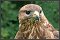 Buzzard Photos