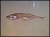 Stickleback