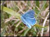 Adonis Blue