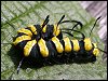 Alder Moth