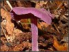 Amethyst Deceiver