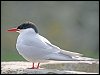 Arctic Tern