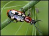 Asparagus Beetle