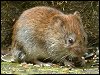 Bank Vole