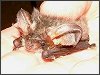 Grey Long-eared Bat