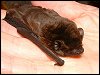 Leisler's Bat