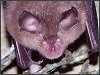 Lesser Horseshoe Bat