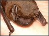 Noctule Bat