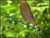 Beautiful Demoiselle