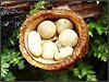 Bird's Nest Fungi