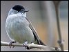 Blackcap