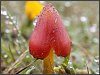 Blackening Wax Cap