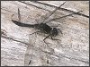 Black Darter