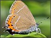 Black Hairstreak