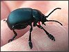 Bloody-nosed Beetle