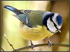 Blue Tit