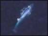 Blue Whale