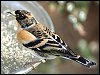 Brambling