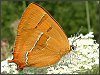 Brown Hairstreak