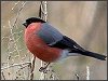 Bullfinch