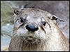 Otter