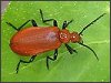 Cardinal Beetle