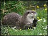 Otter