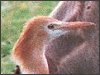 Cattle Egret