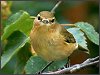 Chiffchaff