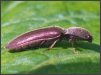 Click Beetle