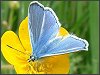 Common Blue