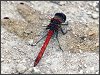 Common Darter