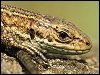 Common Lizard