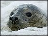 Common Seal