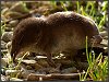 Common Shrew