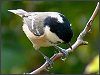 Coal Tit