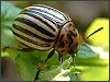 Colorado Beetle