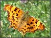 Comma