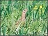 Corncrake