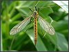 Spotted Crane-fly