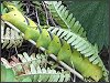 Death's-head Hawk-moth