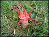 Devils Fingers Fungi